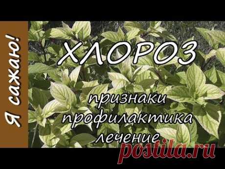ХЛОРОЗ растений.(гортензия)