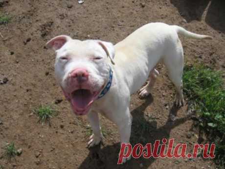 11 причин взять из приюта взрослую собаку вместо щенка / Питомцы