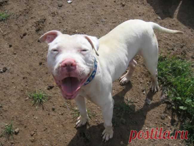 11 причин взять из приюта взрослую собаку вместо щенка / Питомцы