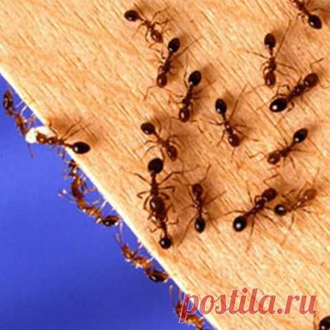 Проверенное средство от насекомых и вредителей - 6 соток