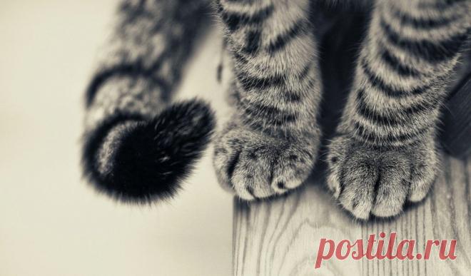 Кототерапия. Шлю вам лучики позитива!))