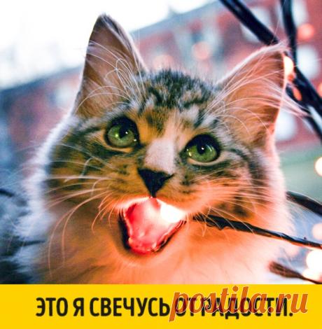 15 животных, которые ждут Нового года, совсем как мы