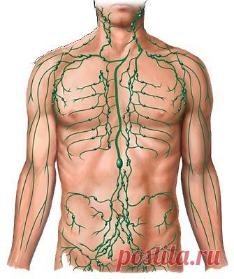 Лимфатическая система является очень важной для здорового функционирования организма, ведь именно она ежедневно стоит на страже его чистоты. Малые лимфатические сосуды, которые проходят рядом с венами и артериями собирают лимфу (избыточную жидкость) из тканей. Стенки у лимфатических капилляров сильно проницаемые и очень тонкие, и лимфа выносит большие частицы и молекулы (а также бактерии), которые не способны попасть в кровеносные капилляры.
