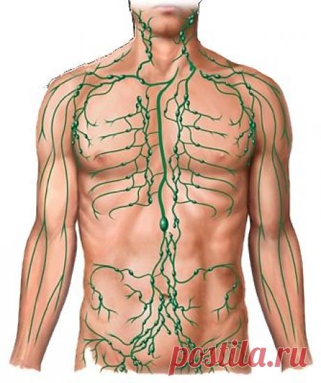 Лимфатическая система является очень важной для здорового функционирования организма, ведь именно она ежедневно стоит на страже его чистоты. Малые лимфатические сосуды, которые проходят рядом с венами и артериями собирают лимфу (избыточную жидкость) из тканей. Стенки у лимфатических капилляров сильно проницаемые и очень тонкие, и лимфа выносит большие частицы и молекулы (а также бактерии), которые не способны попасть в кровеносные капилляры.