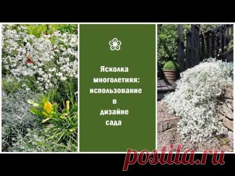 ❀ Ясколка многолетняя: использование в дизайне сада
