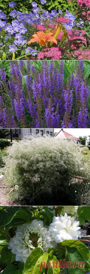 Многолетники цветущие все лето, фото | Сажаем Сад