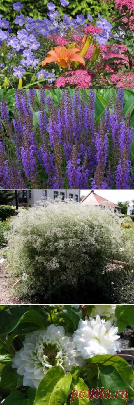 Многолетники цветущие все лето, фото | Сажаем Сад