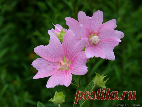 МАЛЬВЫ в саду ⛅♥ автор фото #Виктор_Гончаров