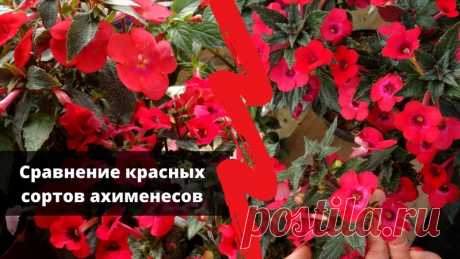Красный всегда самый желанный и востребованный оттенок! Среди ахименесов есть немало красных гибридов, но если выбирать по фото то разница между ними не всегда понятна. Записали для вас летом видео где можно сравнить некоторые красные сорта: Sabrina, Inferno, Red Elfe, Bloody Marie, Fire Vortex, Summer Flame.

Есть ли у вас кто-то из них и чем нравится\не нравится? Напишите в комментарях