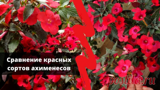 Красный всегда самый желанный и востребованный оттенок! Среди ахименесов есть немало красных гибридов, но если выбирать по фото то разница между ними не всегда понятна. Записали для вас летом видео где можно сравнить некоторые красные сорта: Sabrina, Inferno, Red Elfe, Bloody Marie, Fire Vortex, Summer Flame.

Есть ли у вас кто-то из них и чем нравится\не нравится? Напишите в комментарях