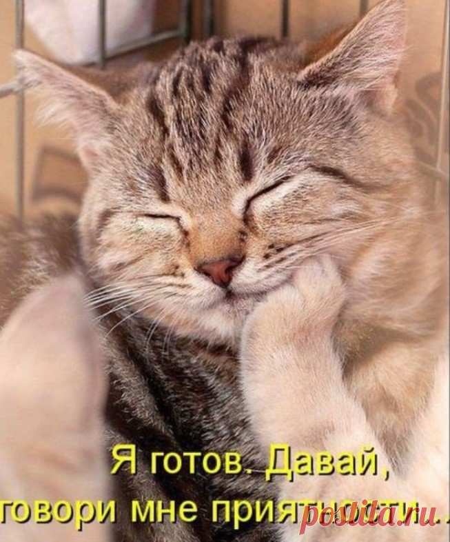 Лучшая котоматрица за неделю — Убойный юмор - amworld