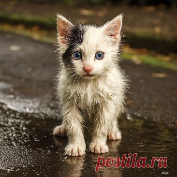 Гроза Хорохориков - Готовим так!