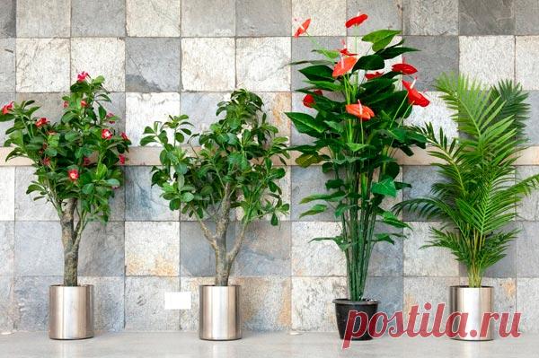 Как нам помогают комнатные цветы? — Домашние