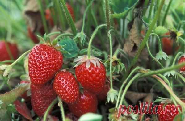 Весенний уход за клубникой | Сад 365