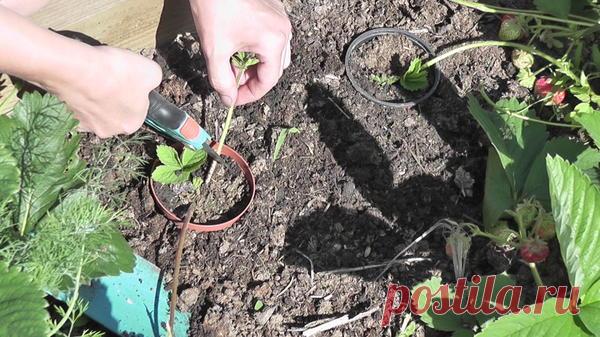 Усы и рожки - способы размножения садовой земляники