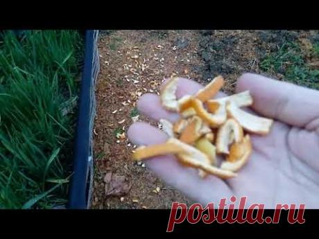 Как отвадить кошек гадить на грядках, клумбах и дорожках. ч.1