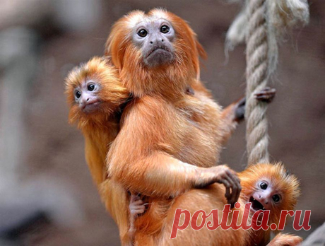 Удивительные фотографии животных. Красота в природе | Newpix.ru - позитивный интернет-журнал