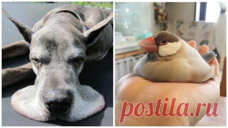 Тают, тают, тают на глазах...