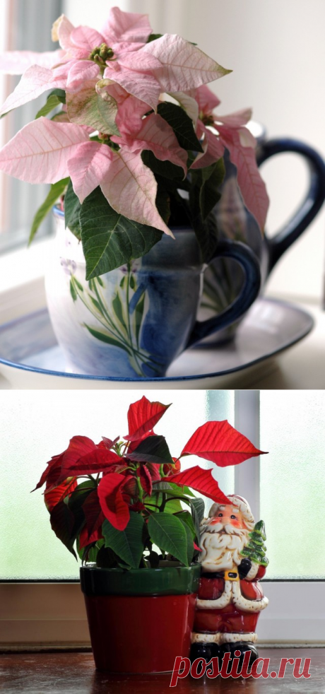 Как сохранить пуансеттию? Уход, размножение, выращивание. Фото - Ботаничка.ru