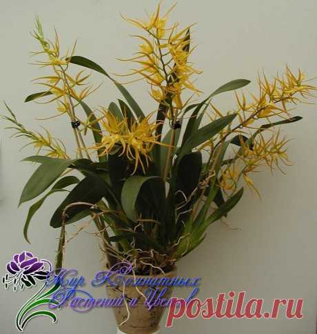 Новости.орхидеи