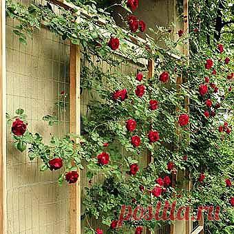 Фото заборов: 35 заборов с цветами