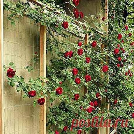 Фото заборов: 35 заборов с цветами