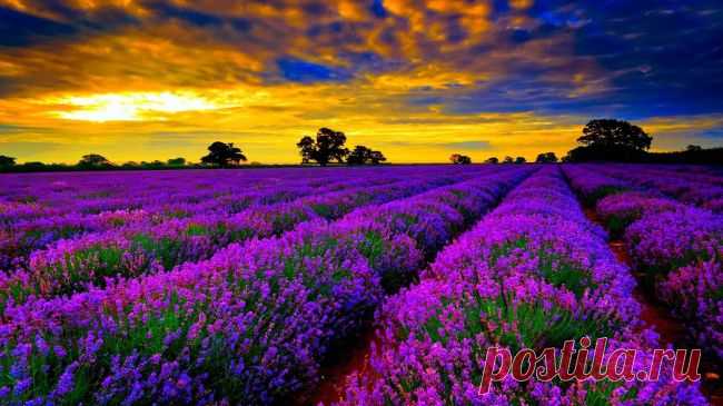 Самые живописные места на планете (фото) - Полюс Мира
Лавандовые поля Прованса, Франция