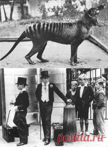 Пост действительно редких снимков