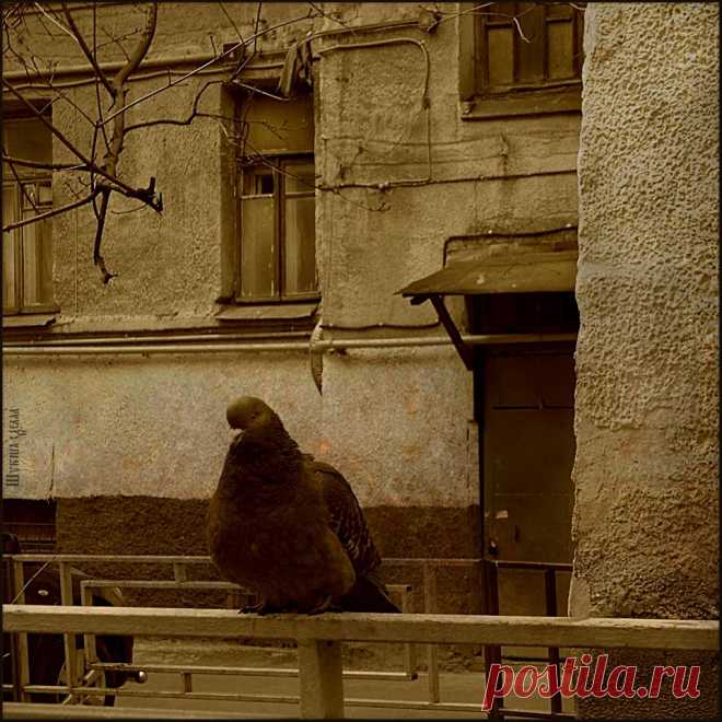 (2) Александр Гаврилов