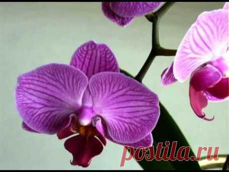 Магия орхидеи и саксофона