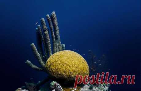 Прекрасные и удивительные коралловые рифы / Туристический спутник