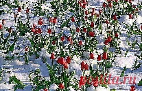 ТЮЛЬПАНЫ ПОД СНЕГОМ