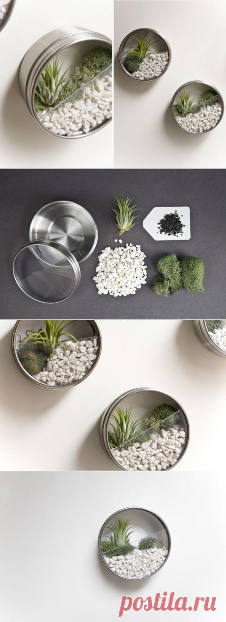 Вертикальный сад дома: террариумы из нержавейки.