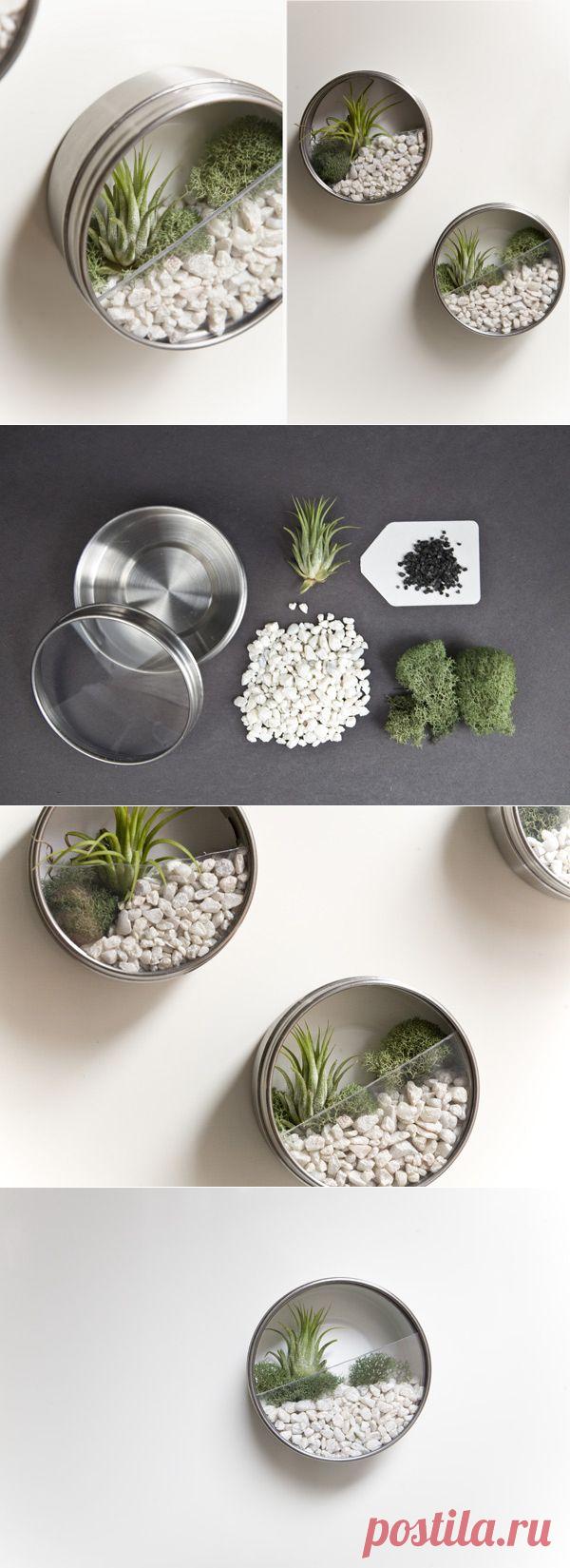 Вертикальный сад дома: террариумы из нержавейки.