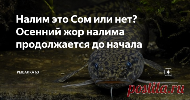 Налим это Сом или нет? Осенний жор налима продолжается до начала По своему наружному виду налим имеет некоторое, хотя и довольно отдаленное, сходство с сомом. Голова у него очень широкая, сильно приплющена, как у лягушки, на подбородке находится небольшой усик; глаза малые, пасть широкая, усаженная очень мелкими многочисленными зубками, вроде щетки, и верхняя челюсть несколько длиннее нижней. Грудные плавники короткие; два первые луча брюшных, находящиеся
