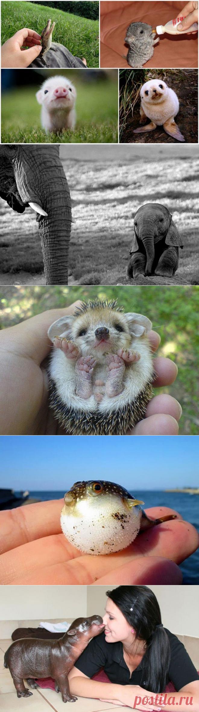 (+1) тема - Детеныши животных в фотографиях | Четвероногий юмор