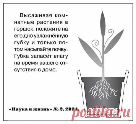 Совет цветоводу