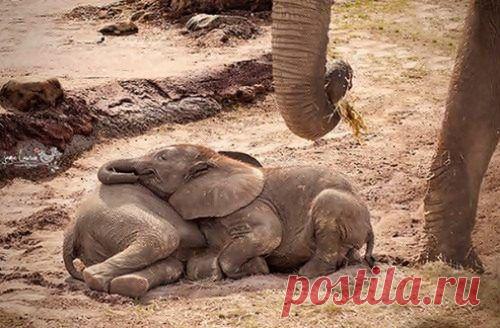 Очаровательные «подушки» / Питомцы
