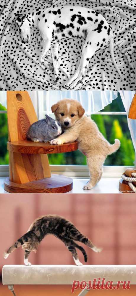 Забавные фото.