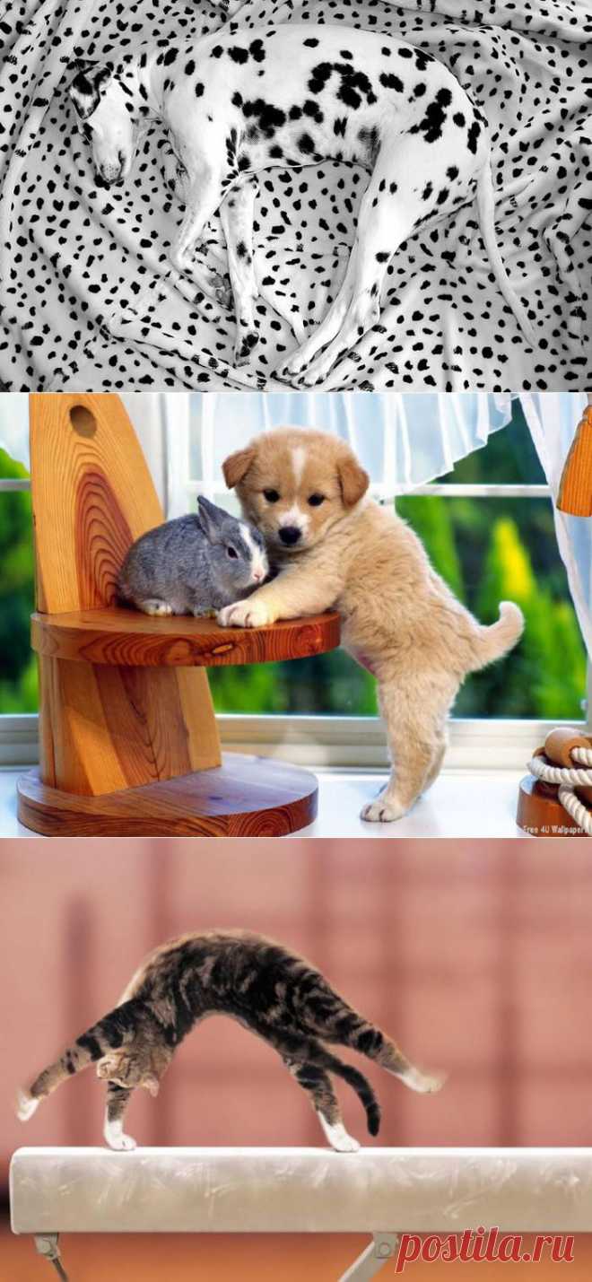 Забавные фото.