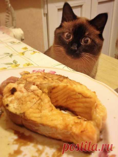 15 животных, которые очень хотят, чтобы с ними поделились