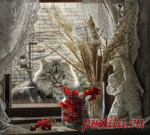 Деревенские коты