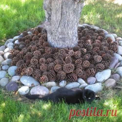 Красиво и полезно: шишки в качестве мульчи