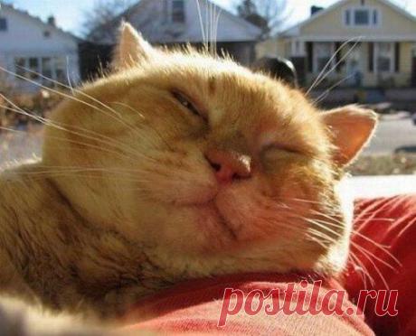 Меня уважает и любит семья. По жизни иду я гордо! Смотрите, завидуйте, - вот она я: Наглая Рыжая Морда!