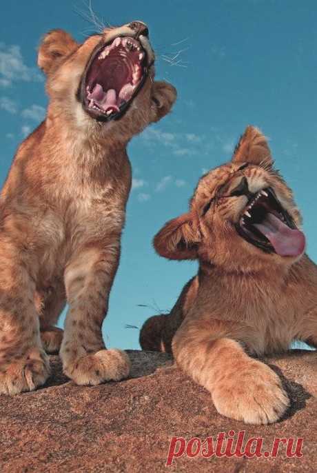 Найдено на сайте funnywildlife.tumblr.com.