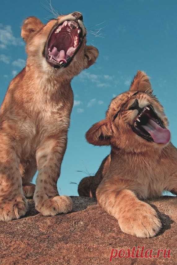 Найдено на сайте funnywildlife.tumblr.com.