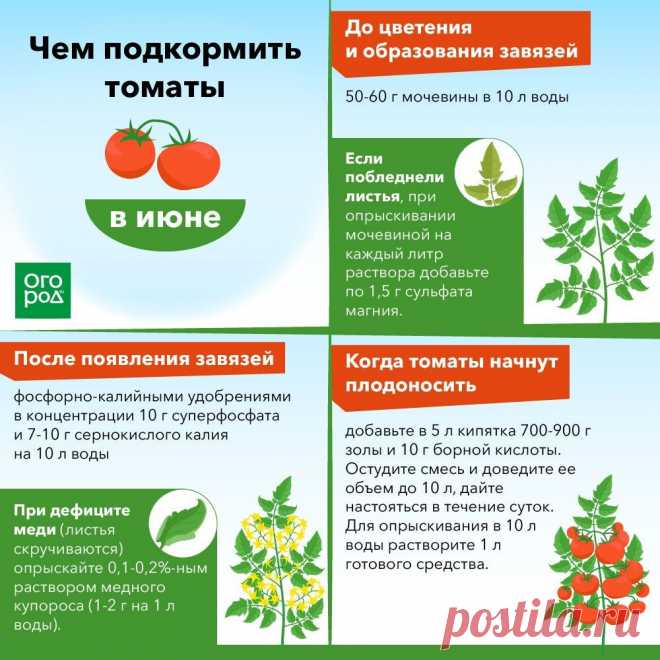 Дачники вмиг загребли этот гибрид огорцов. Он дает урожай огурцов 90 кг всего с 13 кустиков... Идеален для огорода на подоконнике зимой. | Твоя Дача | Дзен