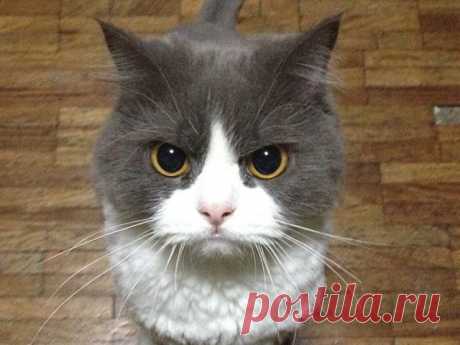 What Is The Most Beautiful Name For A Cat? | PlayBuzz