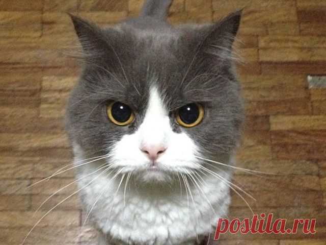 What Is The Most Beautiful Name For A Cat? | PlayBuzz
