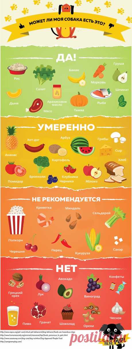 Чем можно, а чем нельзя кормить собак - Лайфхакер